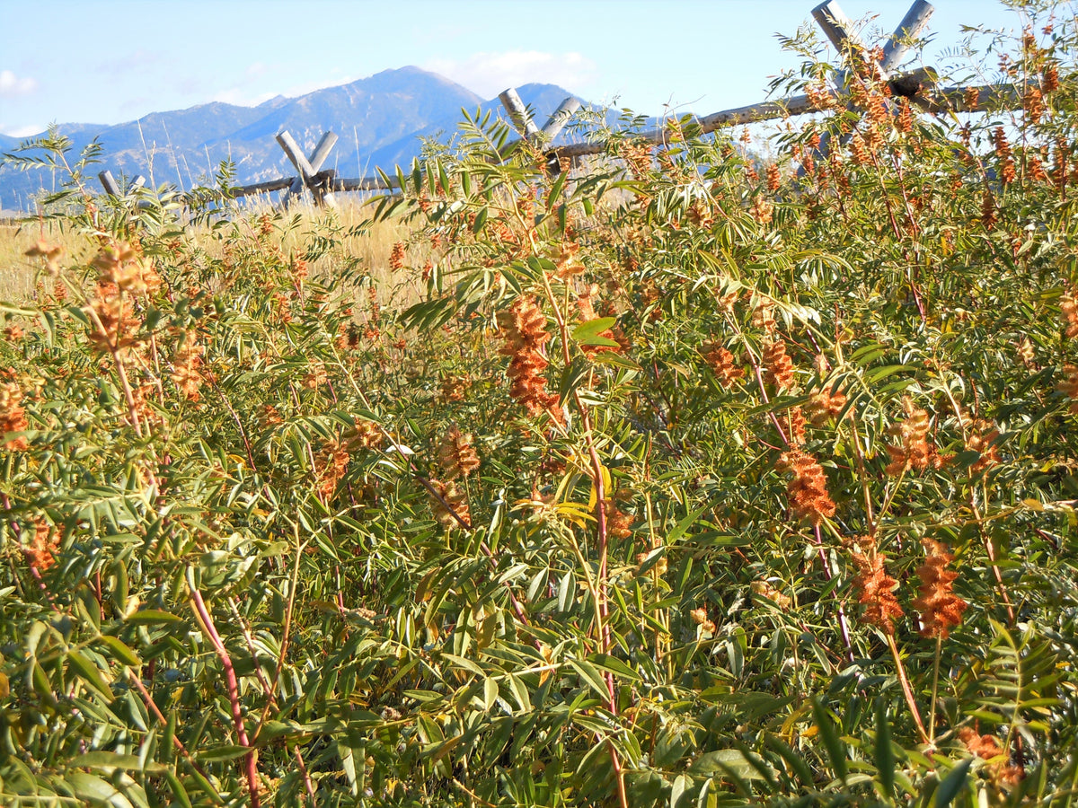 50 AMERICAN LICORICE Glycyrrhiza Lepidota aka Wild Licorice Native Herb White Flower Seeds