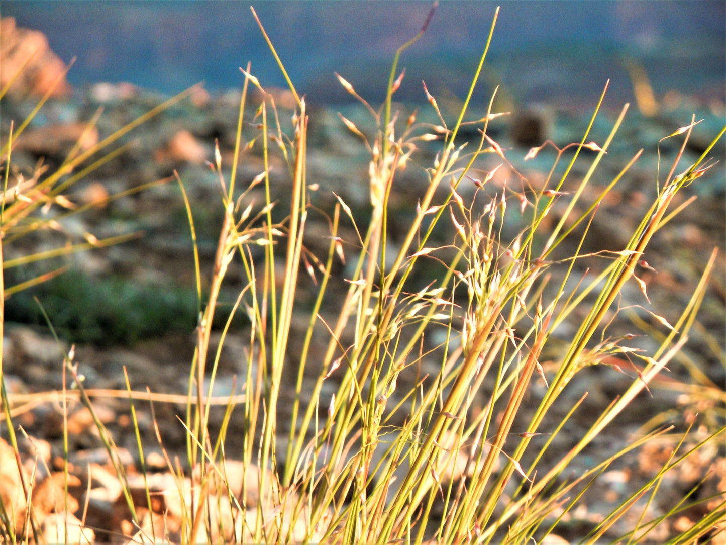 500 Indian Ricegrass Nezpar (Oryzopsis Hymenoides) Seeds