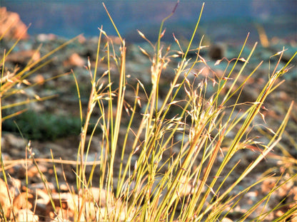 500 Indian Ricegrass Nezpar (Oryzopsis Hymenoides) Seeds