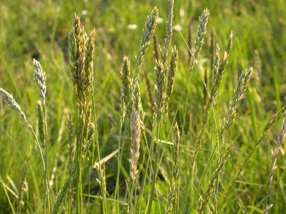 500 MUTTONGRASS Poa Fendleriana Eragrostis Mutton Grass Bluegrass Native Seeds