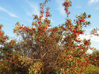 20 Silver Buffalobery (Shepherdia Argentea) Seeds