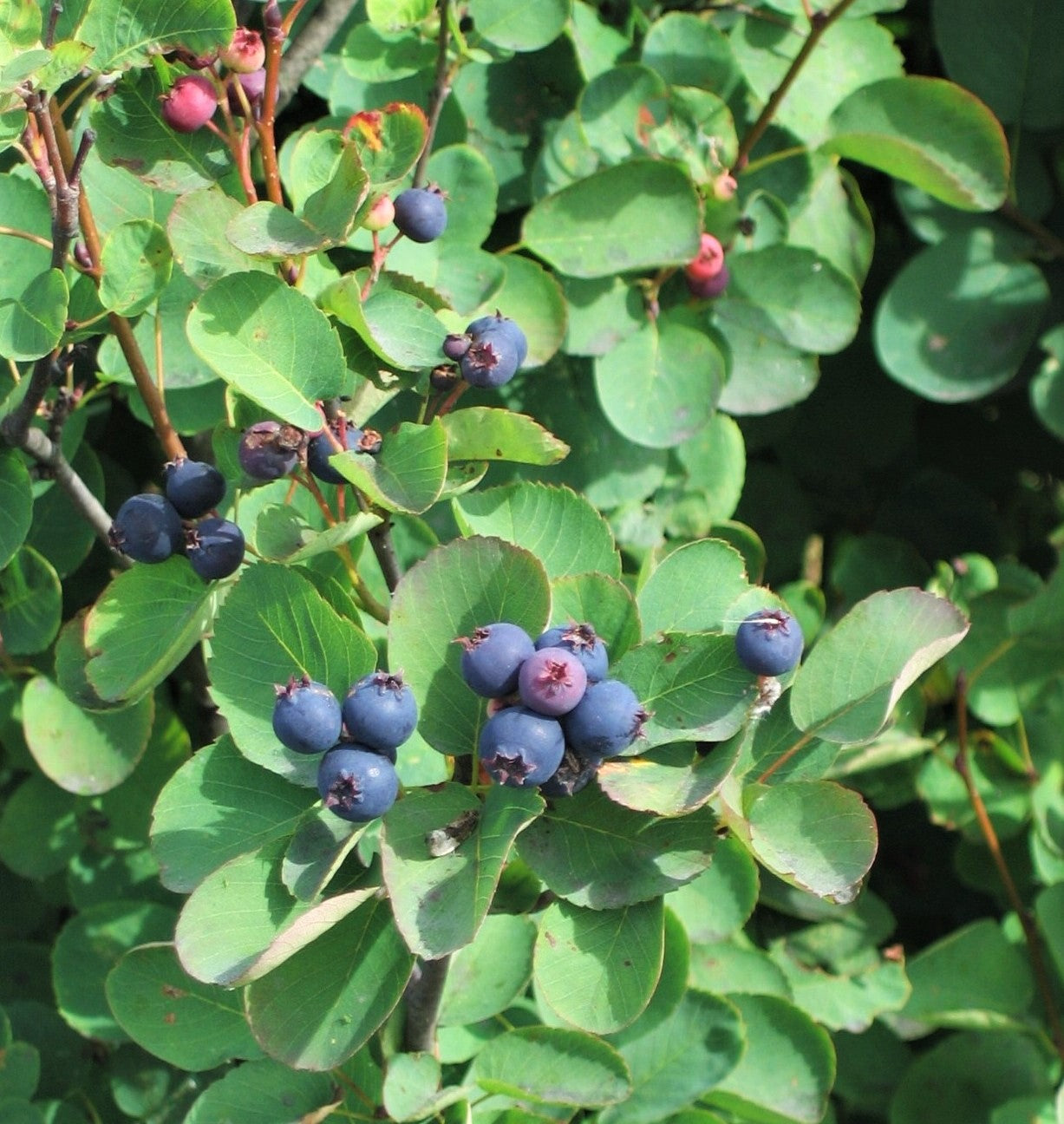 20 Saskatoon Serviceberry (Amelanchier Alnifolia) Seeds