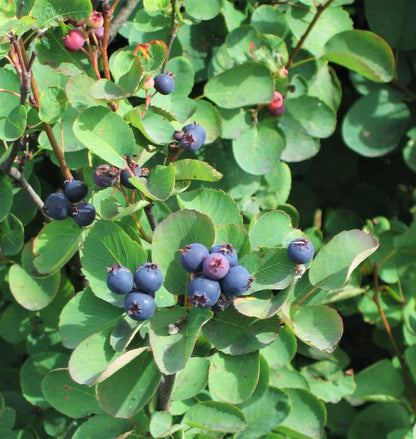 20 Saskatoon Serviceberry (Amelanchier Alnifolia) Seeds