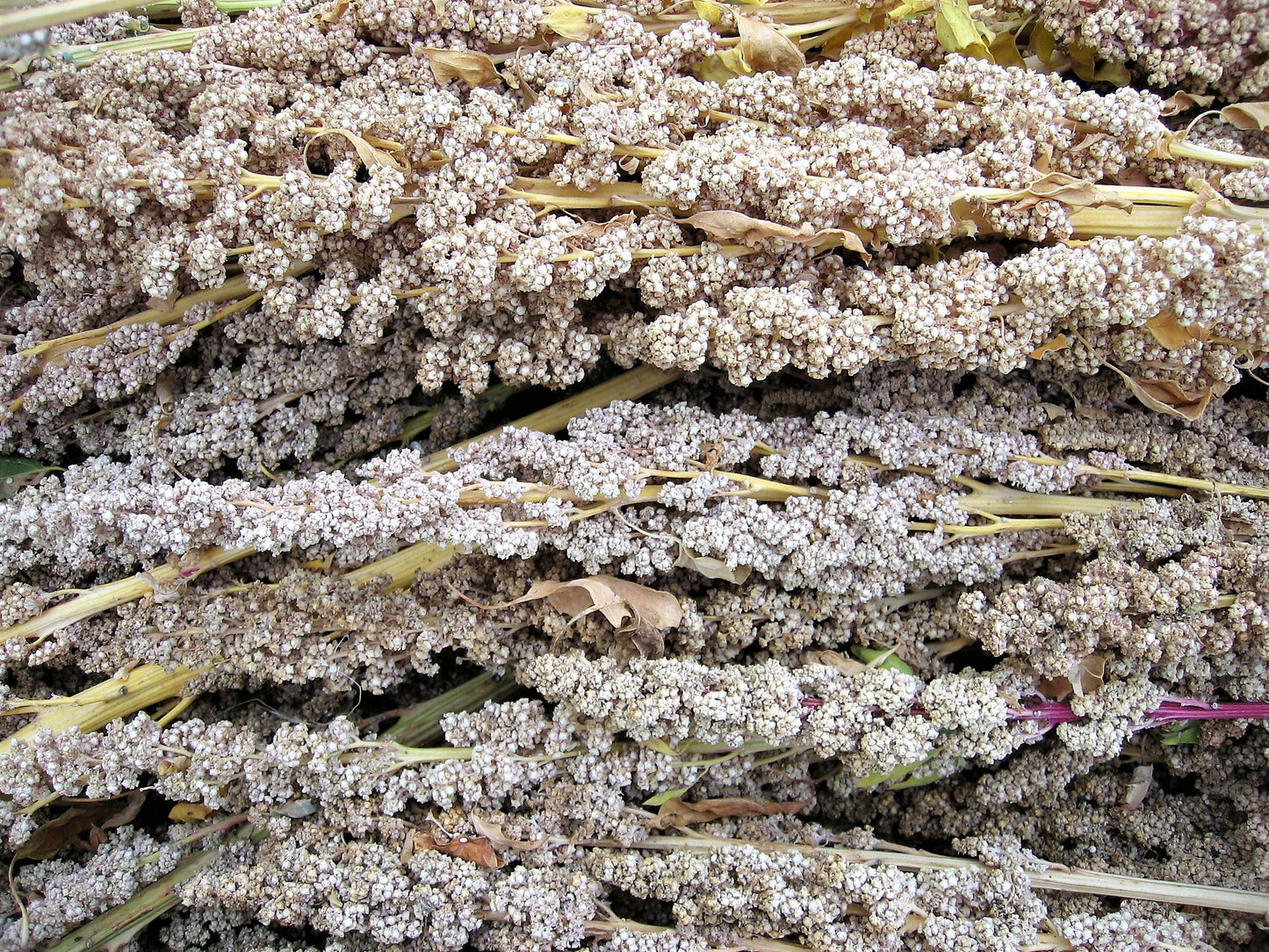100 Peppermint Quinoa (Chenopodium Quinoa) Seeds