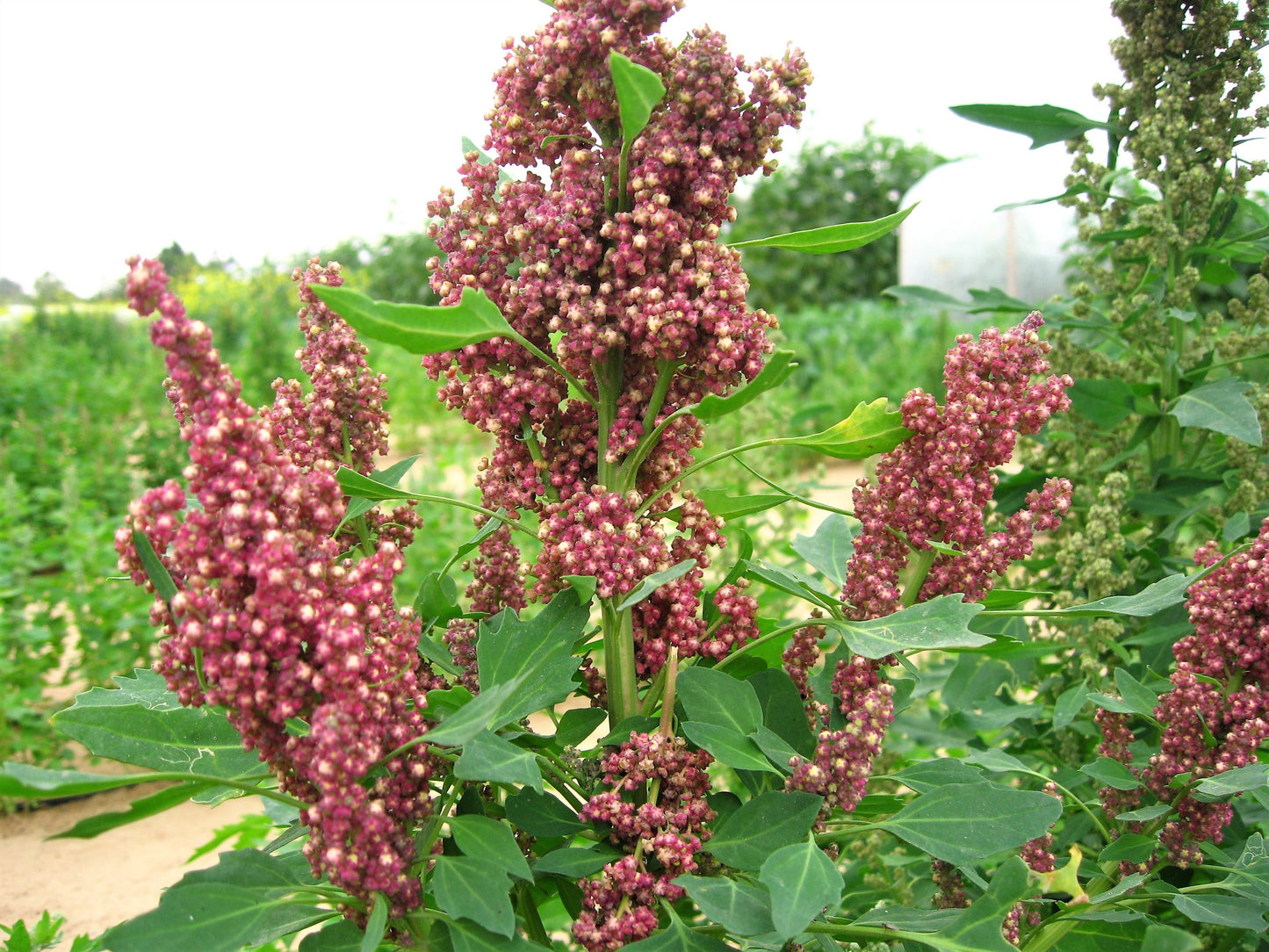 50 Cherry Vanilla Quinoa (Chenopodium) Seeds