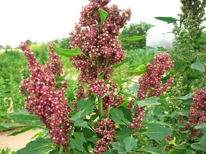 50 Cherry Vanilla Quinoa (Chenopodium) Seeds
