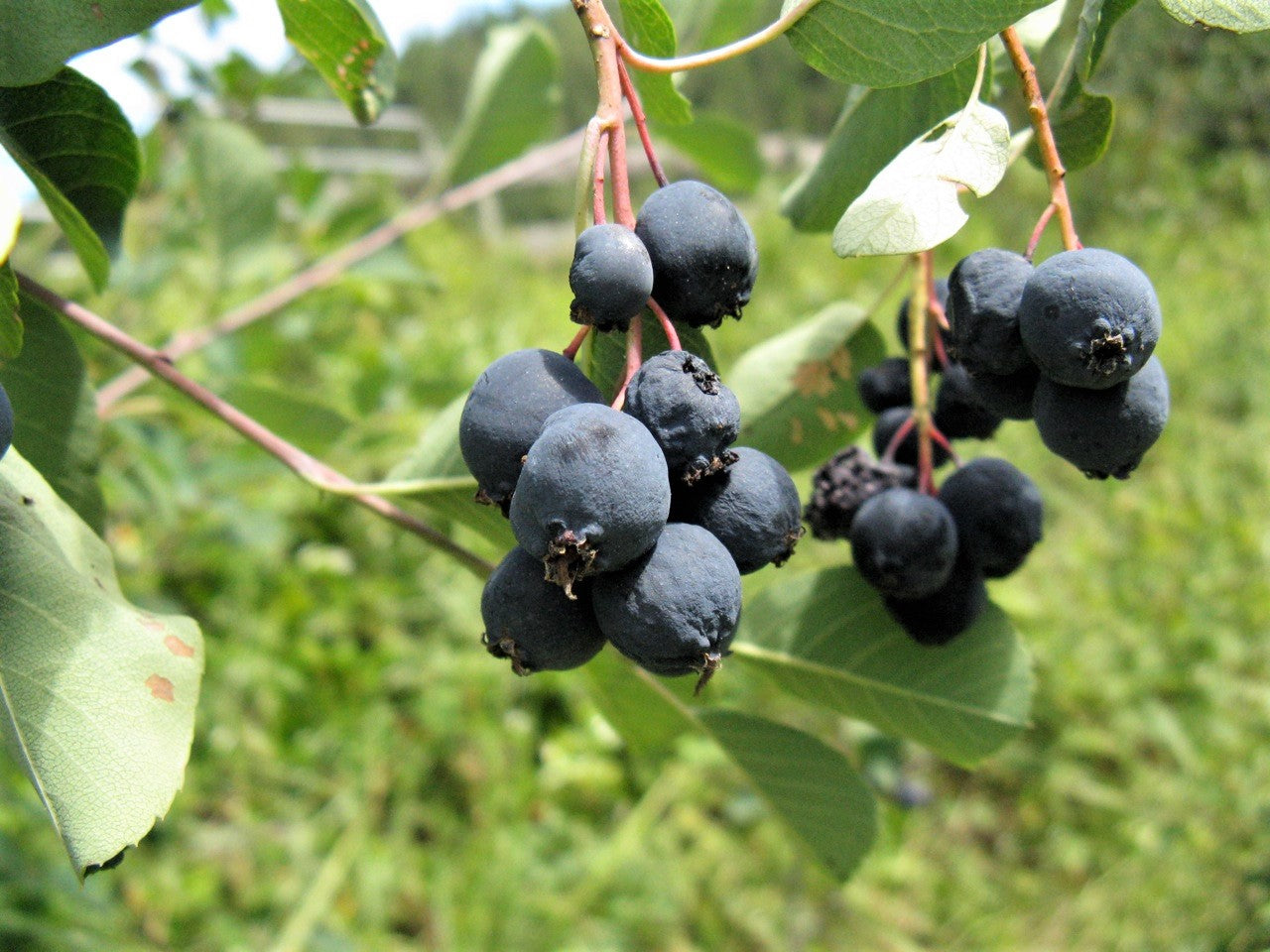 20 Saskatoon Serviceberry (Amelanchier Alnifolia) Seeds