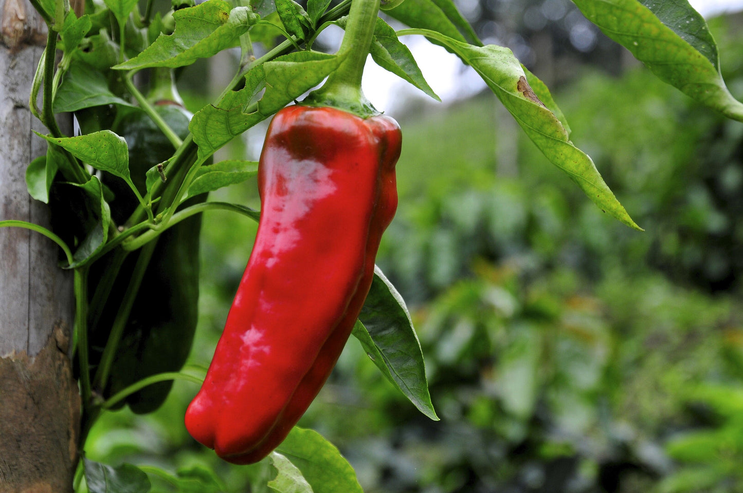 60 Red Marconi Pepper (Capsicum Annuum) Seeds