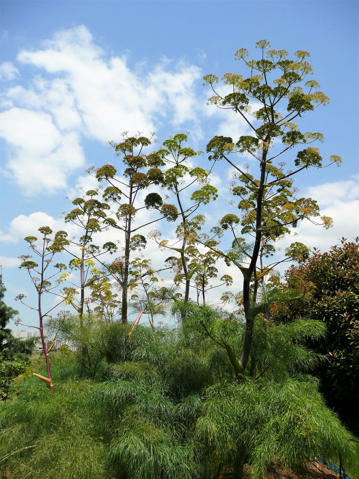 Giant Fennel (Ferula communis) Seeds – 15 ct