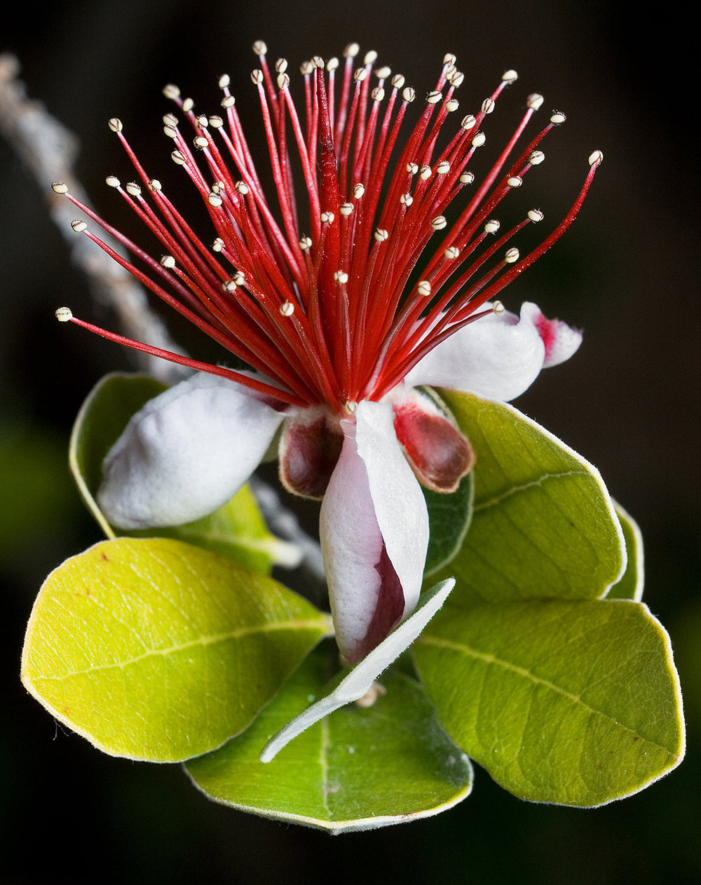 10 Pineapple Guava (Acca Guavasteen) Seeds