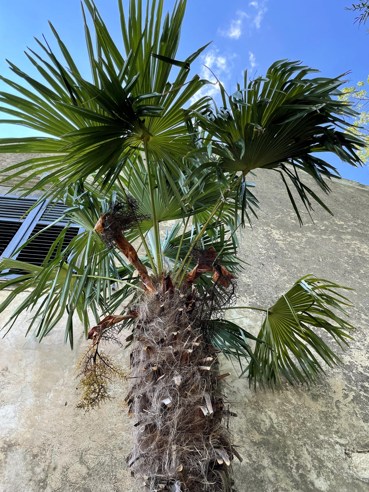 Wagner Windmill Palm (Trachycarpus fortunei 'Wagnerianus') Seeds – 10 ct