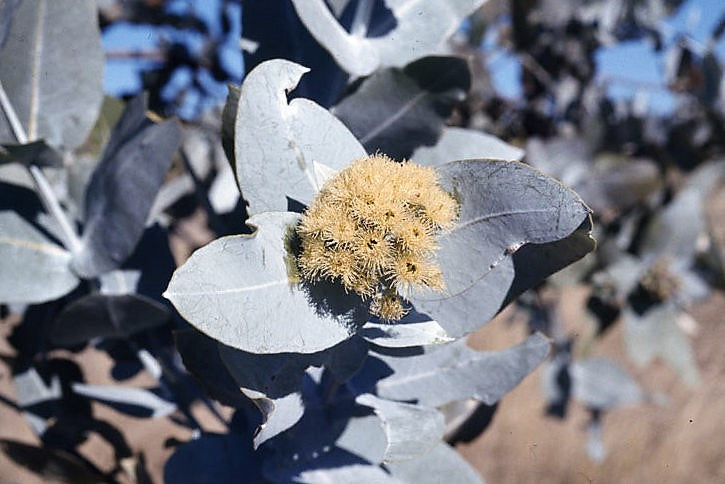 Silver Box Eucalyptus (Eucalyptus pruinosa) Seeds – 10 ct