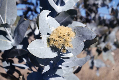 Silver Box Eucalyptus (Eucalyptus pruinosa) Seeds – 10 ct