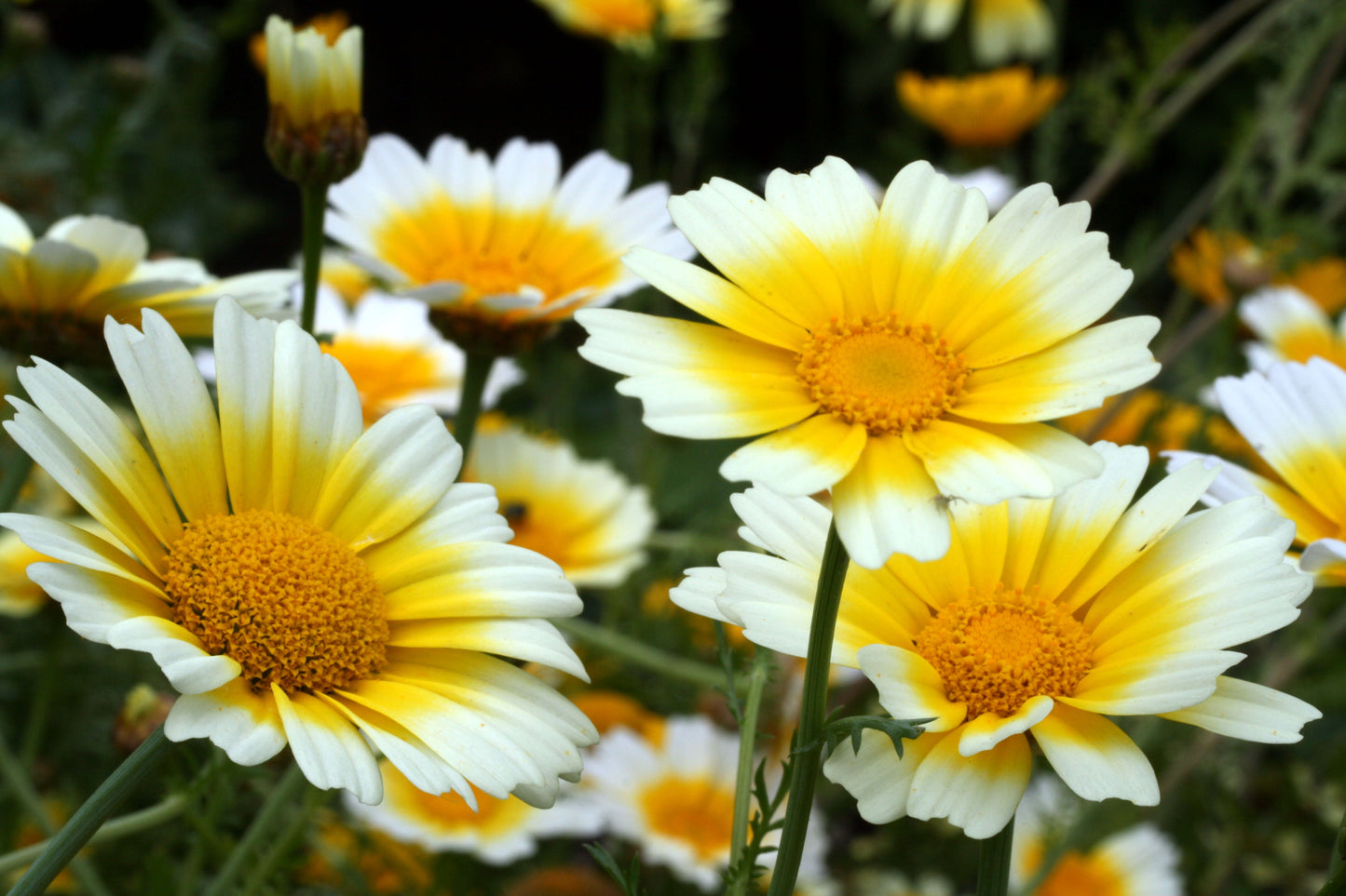 1000 Garland Crown Daisy Chrysanthemum (Coronarium Glebionis) Seeds