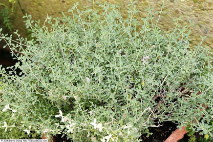20 CAT THYME Teucrium Marum aka Cat Crack, Kitty Crack, & Mediterranean Germander Silvery Foliage Red Purple Flower Herb Sub-Shrub Seeds