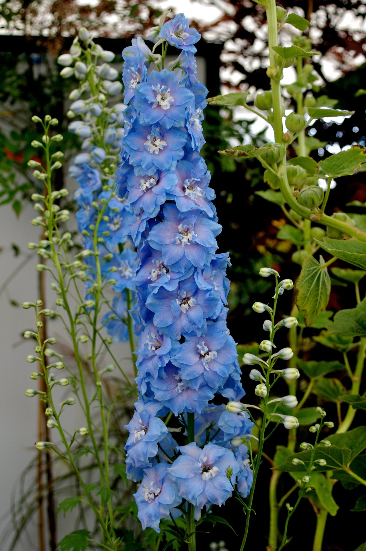 Blue With Pink Rocket Larkspur (Consolida ajacis) Seeds – 350 ct