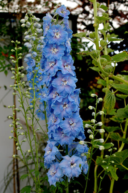 Blue With Pink Rocket Larkspur (Consolida ajacis) Seeds – 350 ct