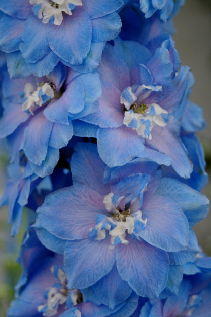 Blue With Pink Rocket Larkspur (Consolida ajacis) Seeds – 350 ct