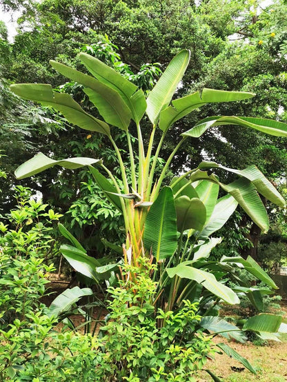 5 GIANT BIRD OF PARADISE Tree Strelitzia Nicolai Wild Banana White Crane Blue Purple Flower Houseplant Seeds