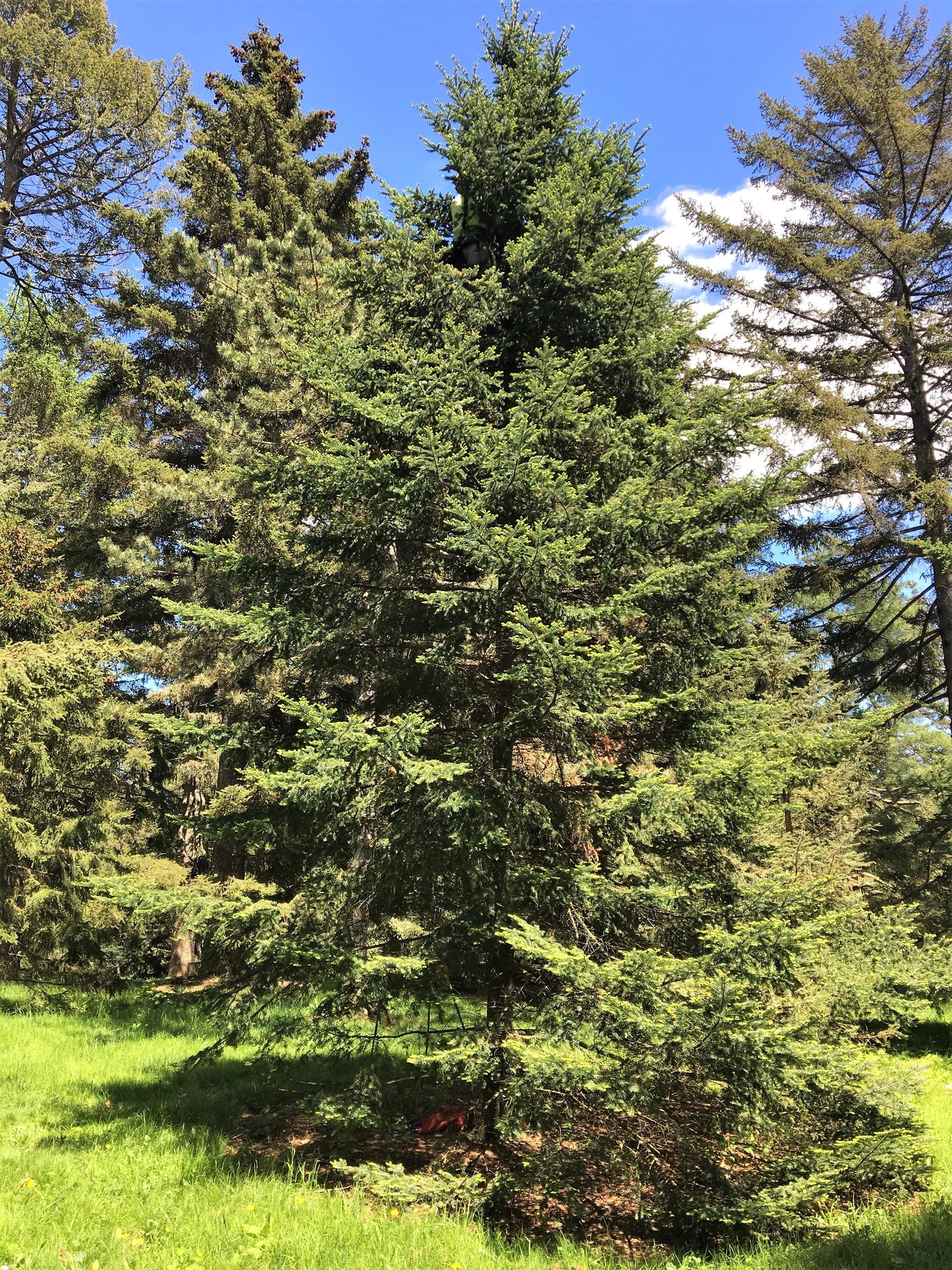 30 Balsam Fir Tree (Abies Balsamea) Seeds