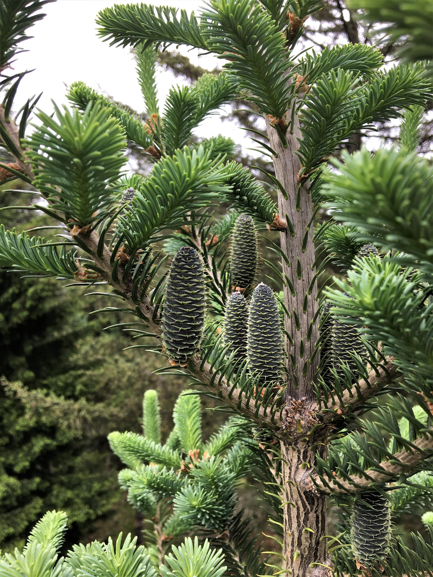 30 Balsam Fir Tree (Abies Balsamea) Seeds