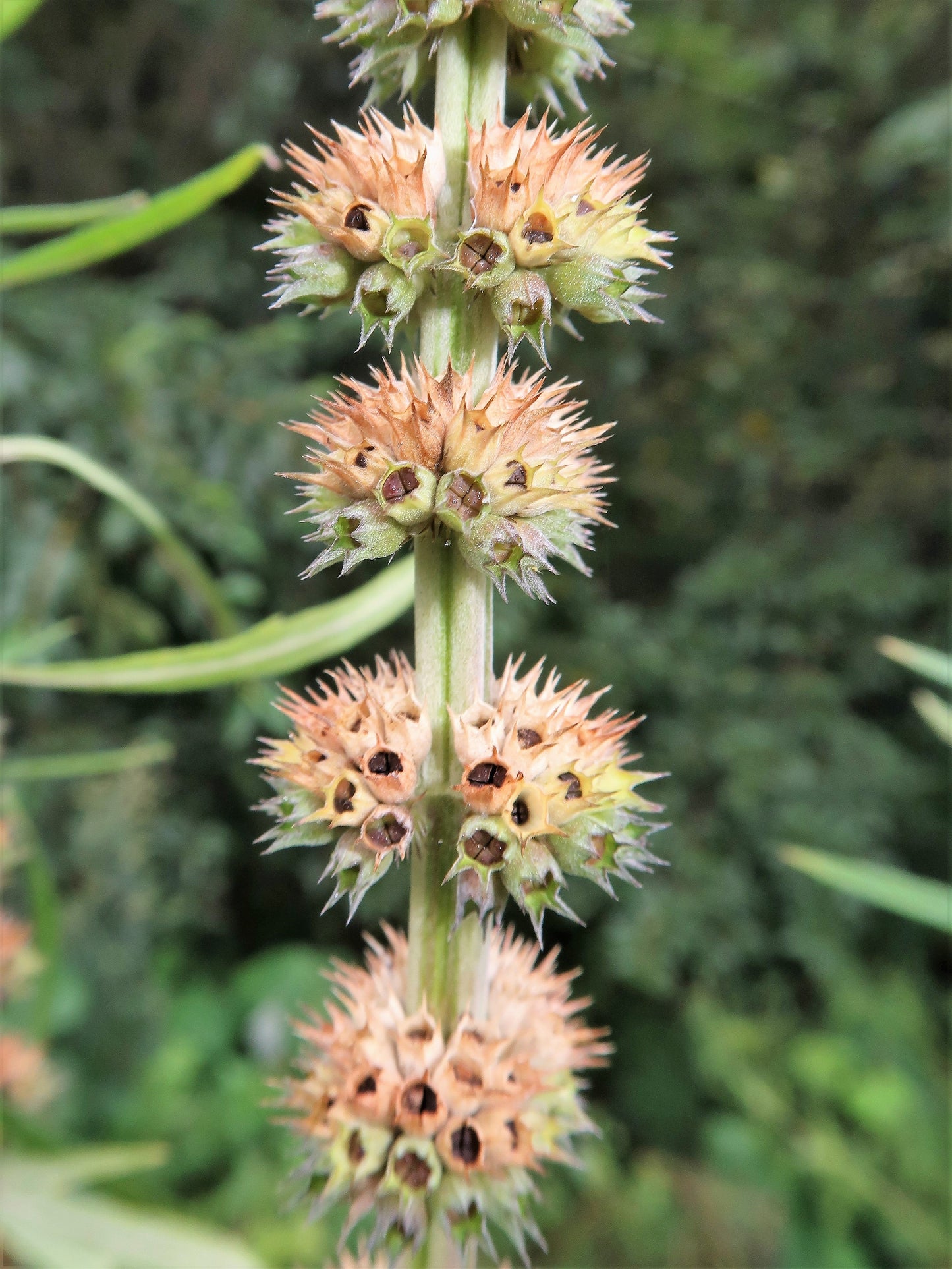 100 Chinese Motherwort (Leonurus Japonicus) Seeds