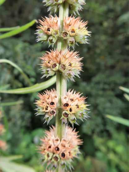 100 Chinese Motherwort (Leonurus Japonicus) Seeds