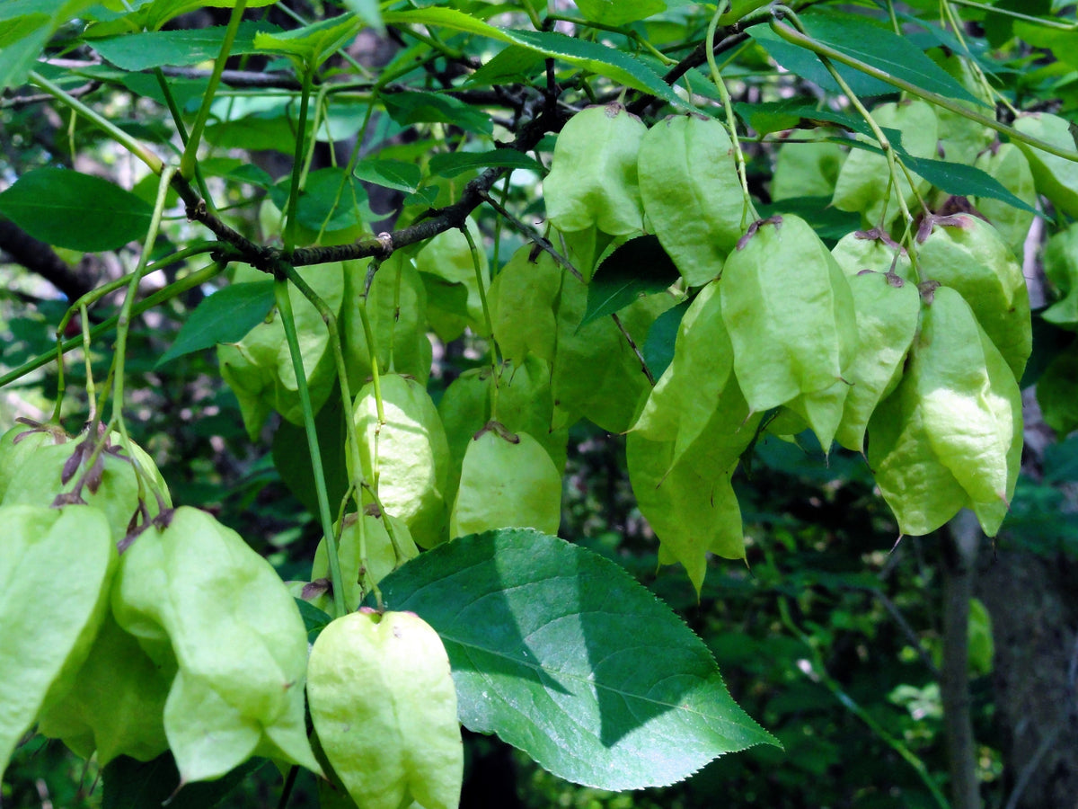 American Bladdernut (Staphylea trifolia) Seeds – 5 ct