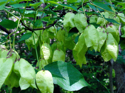 American Bladdernut (Staphylea trifolia) Seeds – 5 ct