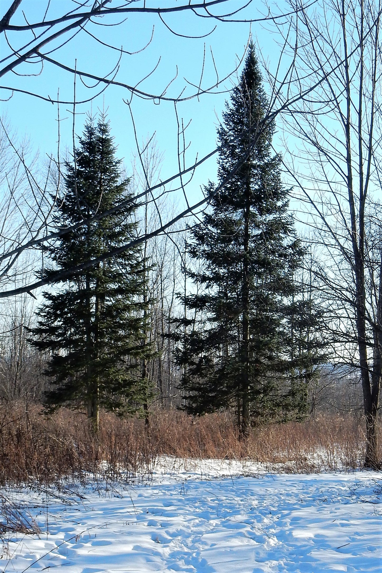30 Balsam Fir Tree (Abies Balsamea) Seeds
