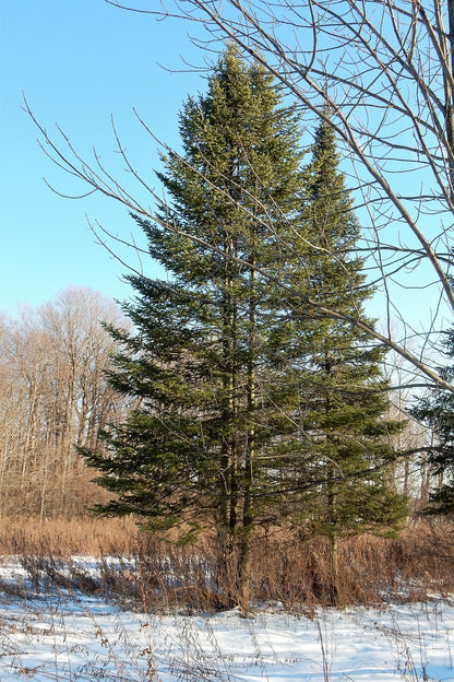 30 Balsam Fir Tree (Abies Balsamea) Seeds