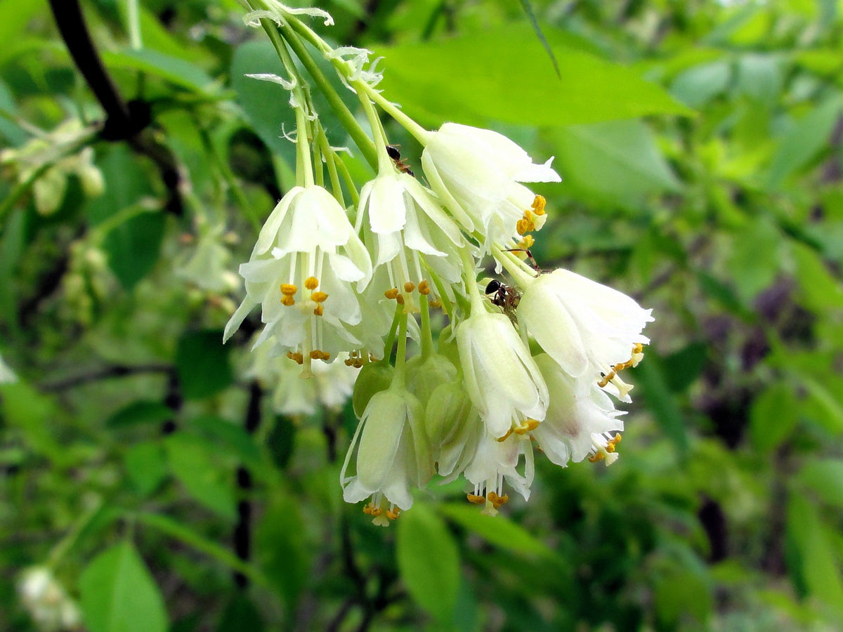 American Bladdernut (Staphylea trifolia) Seeds – 5 ct