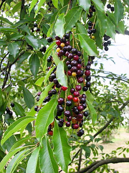 30 BLACK CHERRY Fruit Tree Prunus Serotina Fragrant White Flowers Seeds