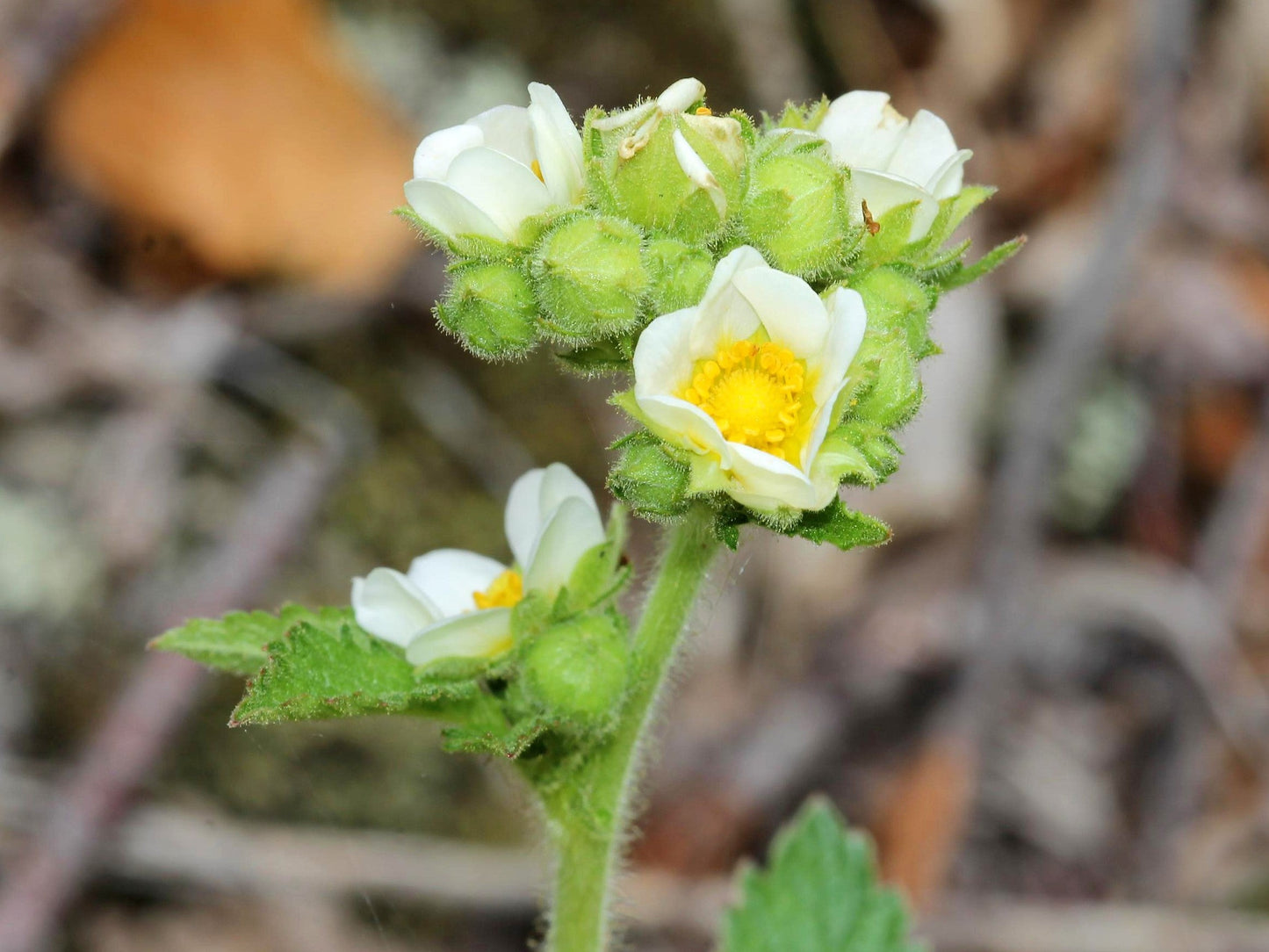 50 Prairie Cinquefoil (Potentilla Drymocallis Arguta) Seeds