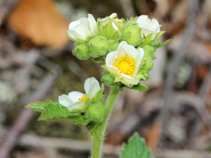 50 Prairie Cinquefoil (Potentilla Drymocallis Arguta) Seeds