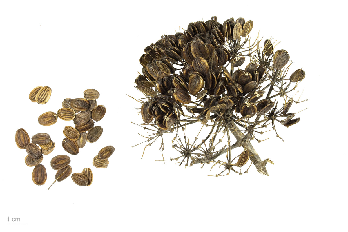 Giant Fennel (Ferula communis) Seeds – 15 ct