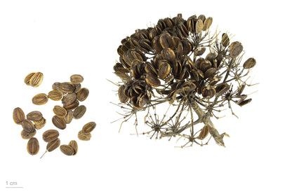 Giant Fennel (Ferula communis) Seeds – 15 ct