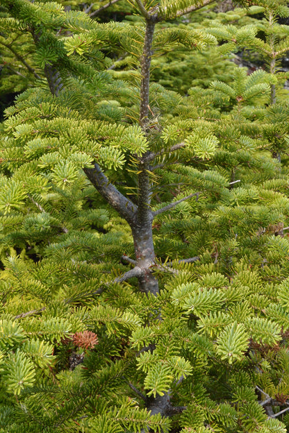30 Balsam Fir Tree (Abies Balsamea) Seeds
