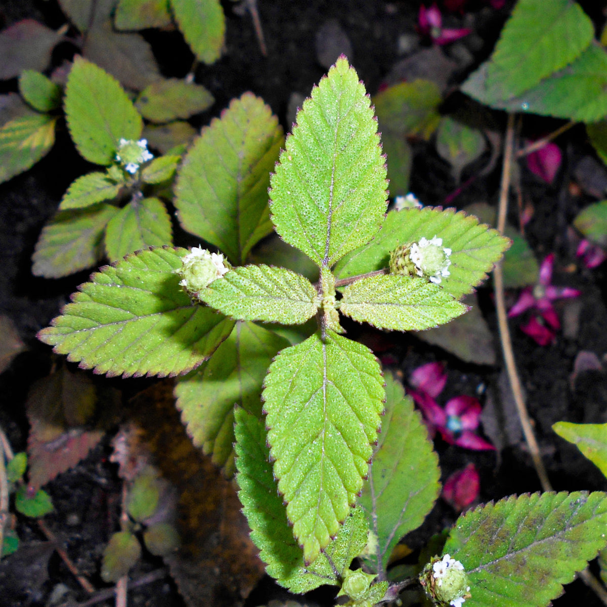 100 AZTEC SWEET HERB aka Honeyherb, Lippia, Mayan Mint, Dulce Buttons. Lippia Dulcis Phyla White Flower Seeds