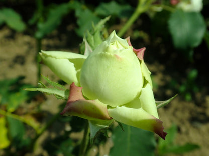 Green Rose (Rosa spp.) Seeds – 5 ct