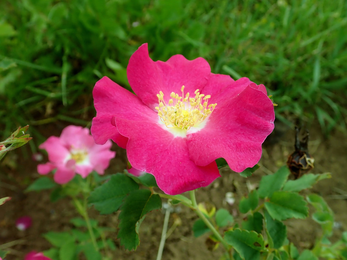 Prairie Rose (Rosa arkansana) Seeds – 15 ct