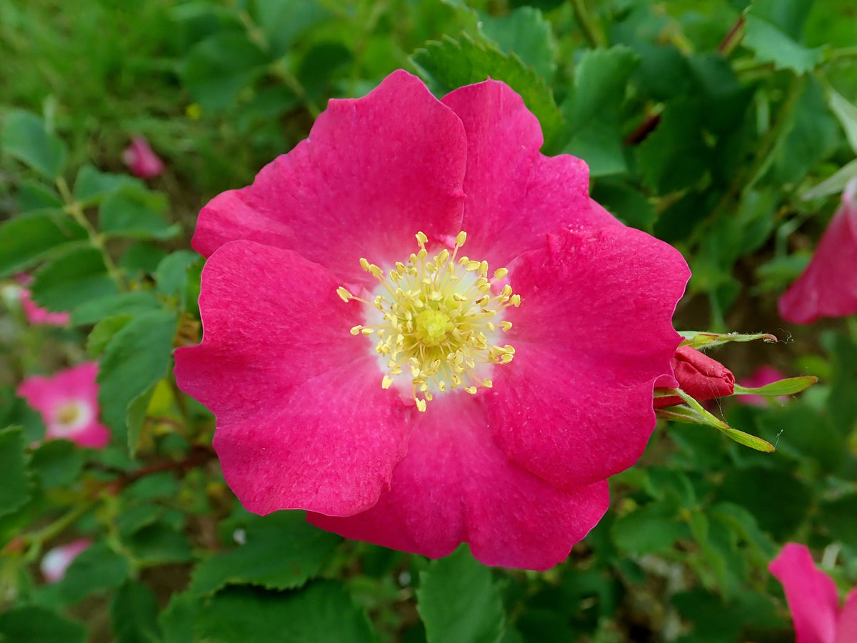 Prairie Rose (Rosa arkansana) Seeds – 15 ct