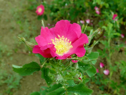 Prairie Rose (Rosa arkansana) Seeds – 15 ct