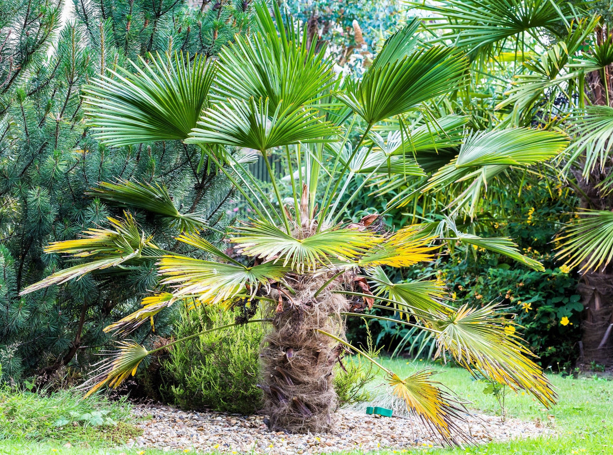 Wagner Windmill Palm (Trachycarpus fortunei 'Wagnerianus') Seeds – 10 ct