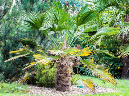 Wagner Windmill Palm (Trachycarpus fortunei 'Wagnerianus') Seeds – 10 ct
