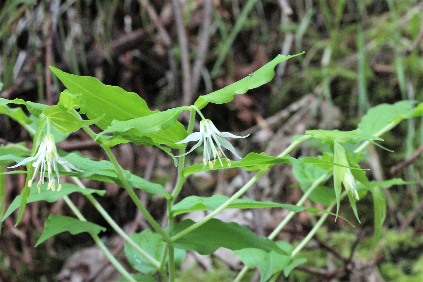 10 Hookers Fairybells (Prosartes Disporum Hookeri) Seeds