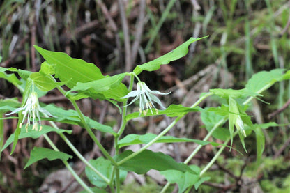 10 Hookers Fairybells (Prosartes Disporum Hookeri) Seeds