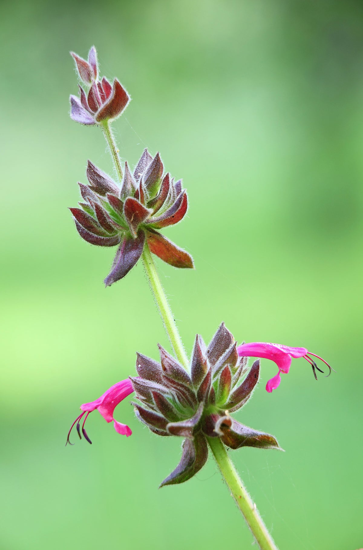 Organic Hummingbird Sage (Salvia spathacea) Seeds – 10 ct
