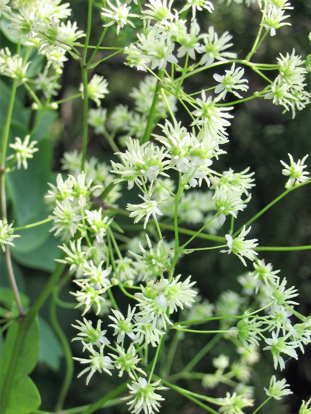 50 Purple Meadow Rue (Thalictrum Dasycarpum) Seeds