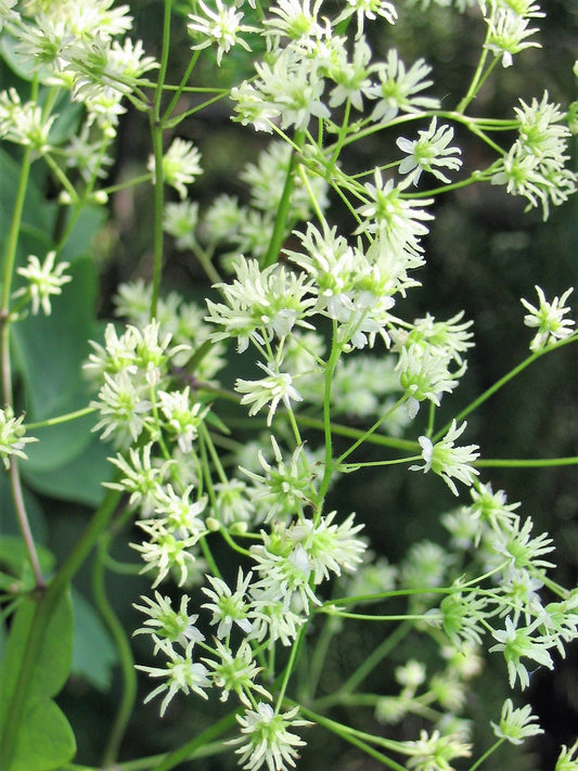 50 Purple Meadow Rue (Thalictrum Dasycarpum) Seeds